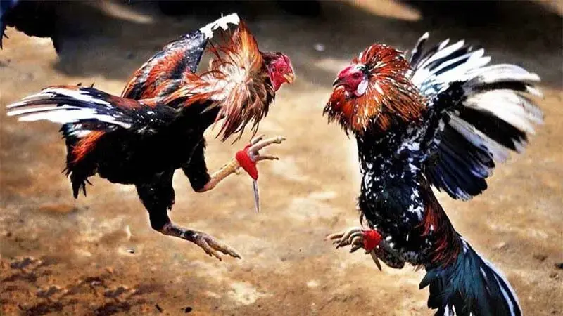 Quan sát phong thái chiến kê là cách chọn kèo phù hợp